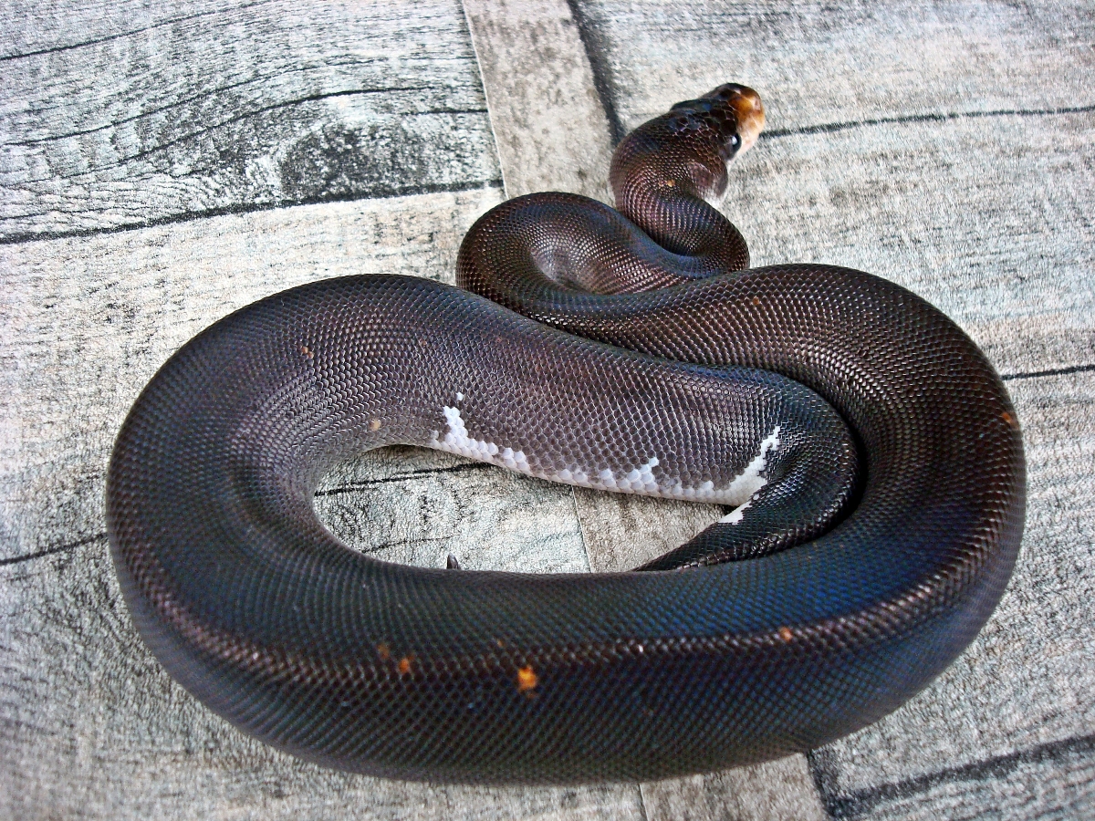 Black Pastel Cinnamon Yellow Belly