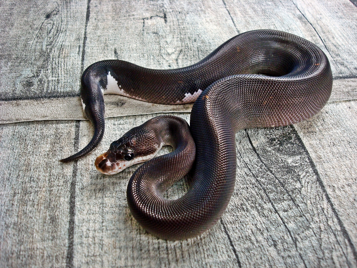 Black Pastel Cinnamon Yellow Belly