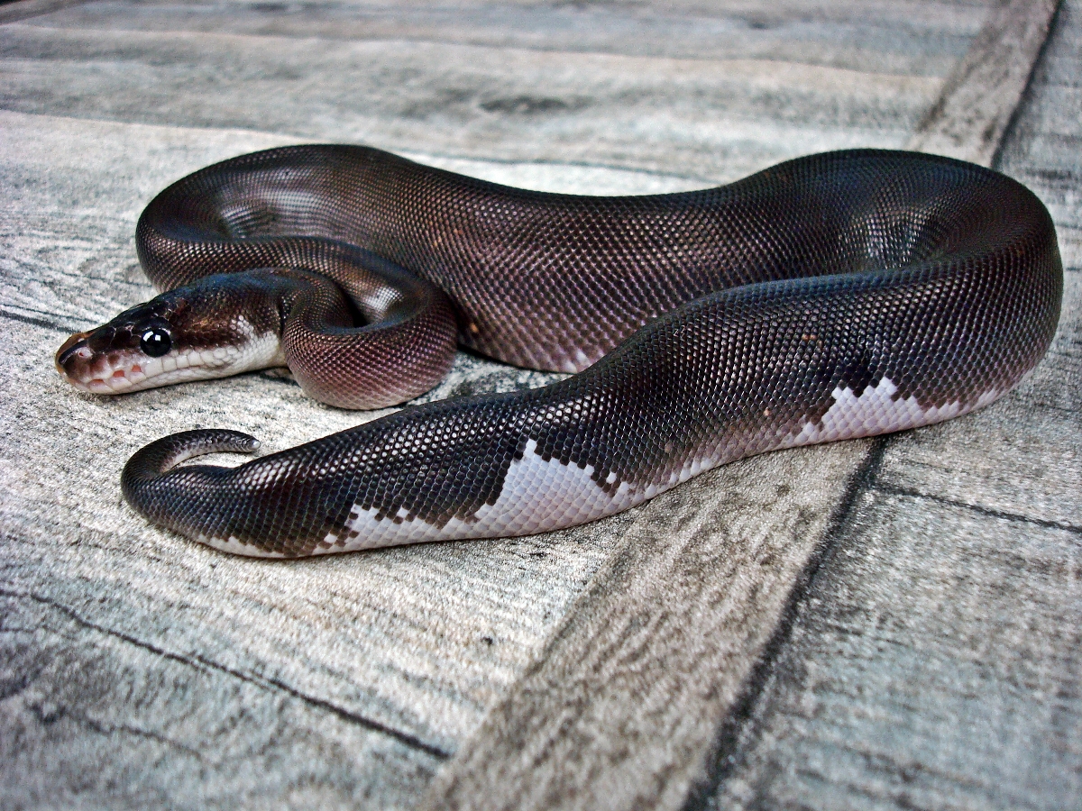 Black Pastel Cinnamon Yellow Belly