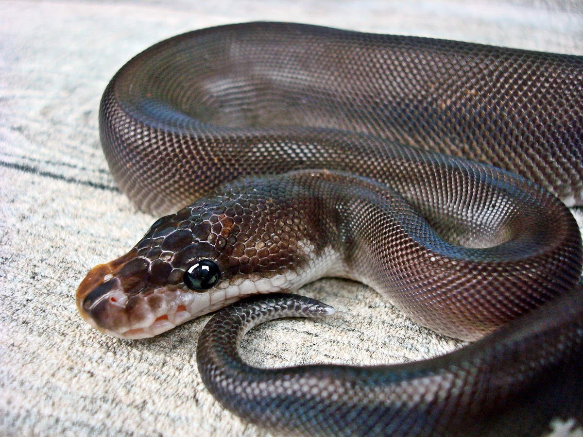 Black Pastel Cinnamon Yellow Belly