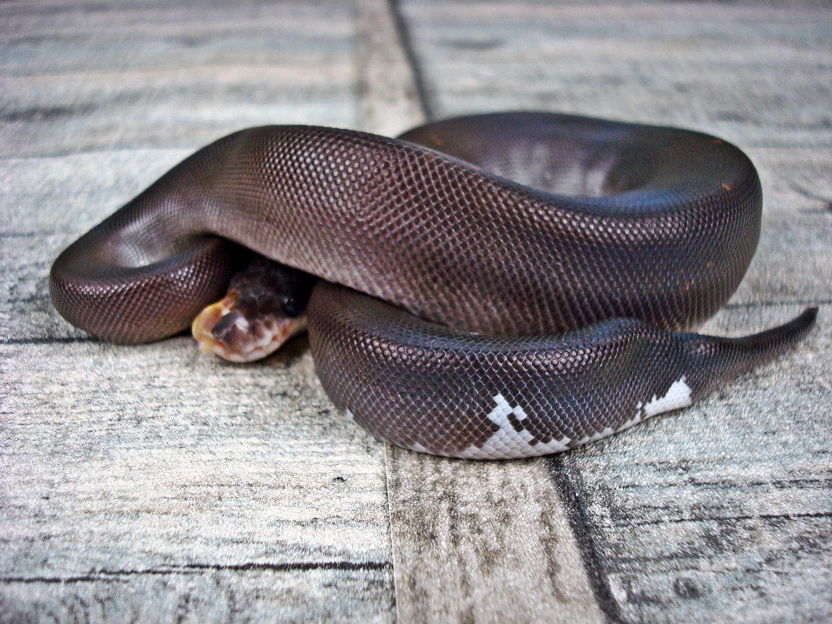 Black Pastel Cinnamon Yellow Belly