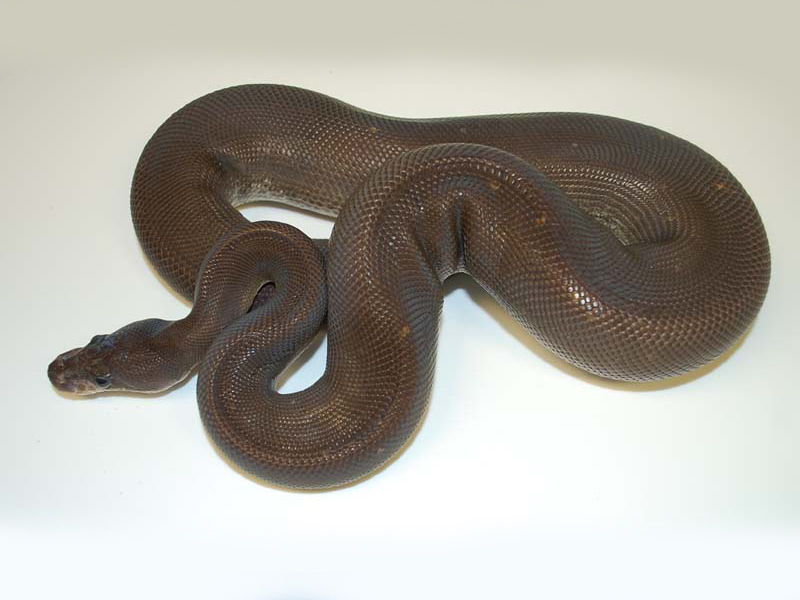 Black Pastel Cinnamon