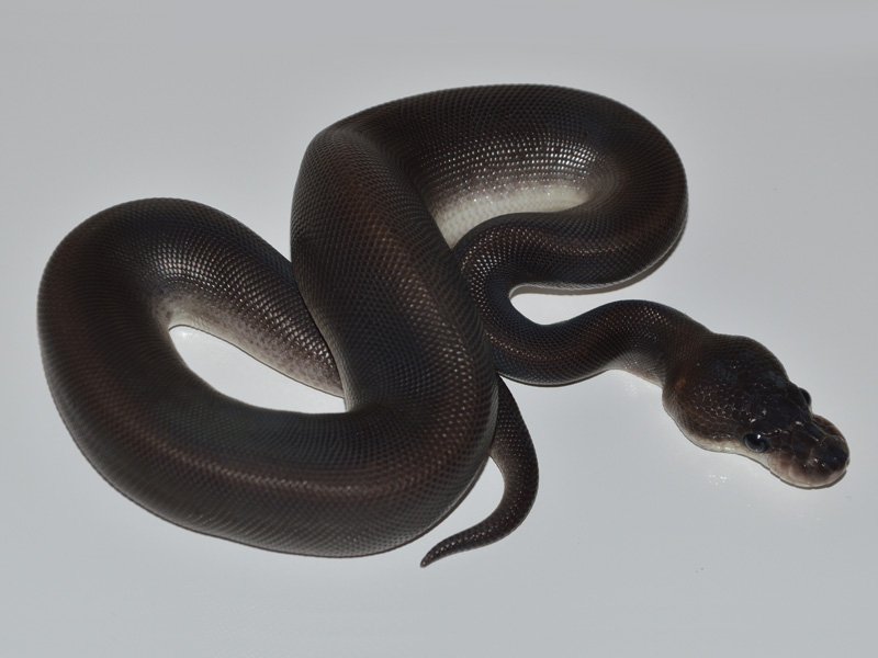 Black Pastel Cinnamon