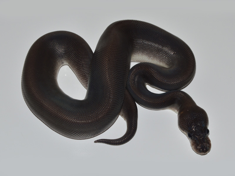 Black Pastel Cinnamon