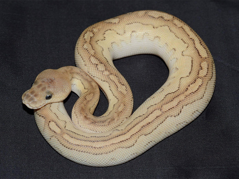 Black Pastel Clown Lesser