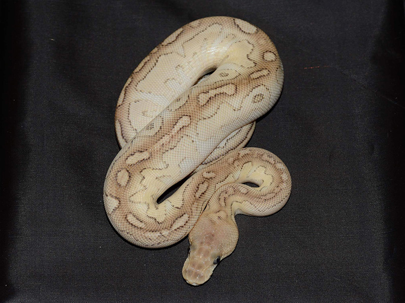 Black Pastel Clown Lesser