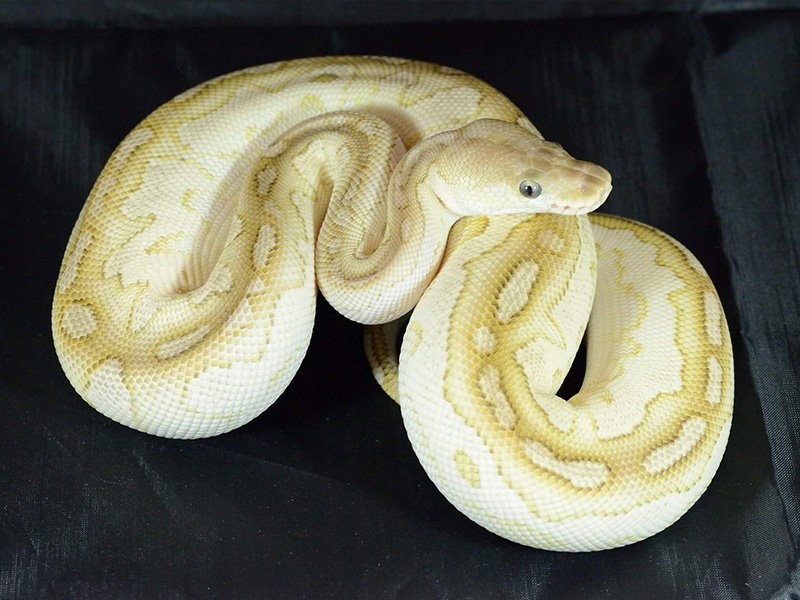 Black Pastel Clown Lesser