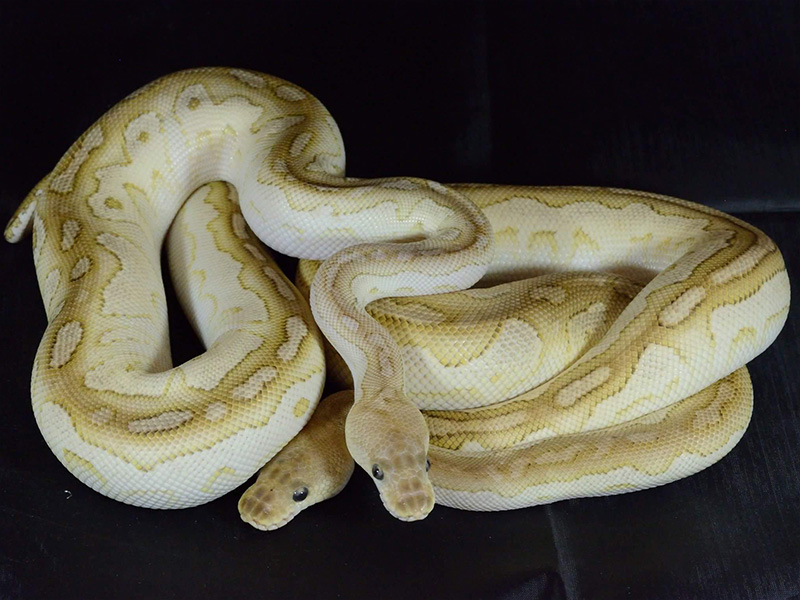 Black Pastel Clown Lesser