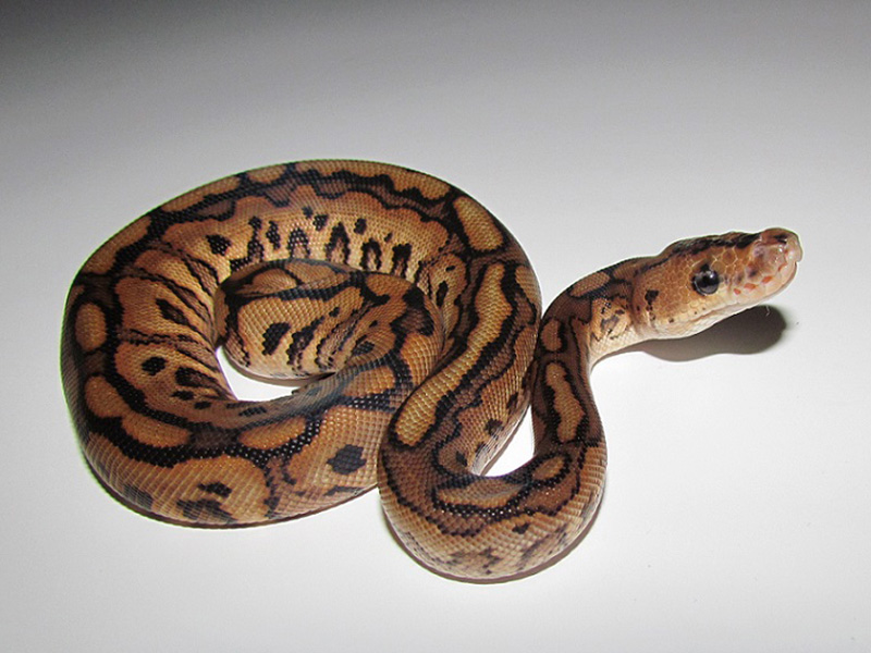 Black Pastel Clown Spotnose