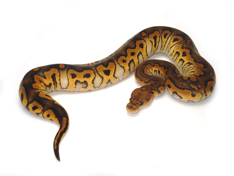 Black Pastel Clown Morph List World Of Ball Pythons. 