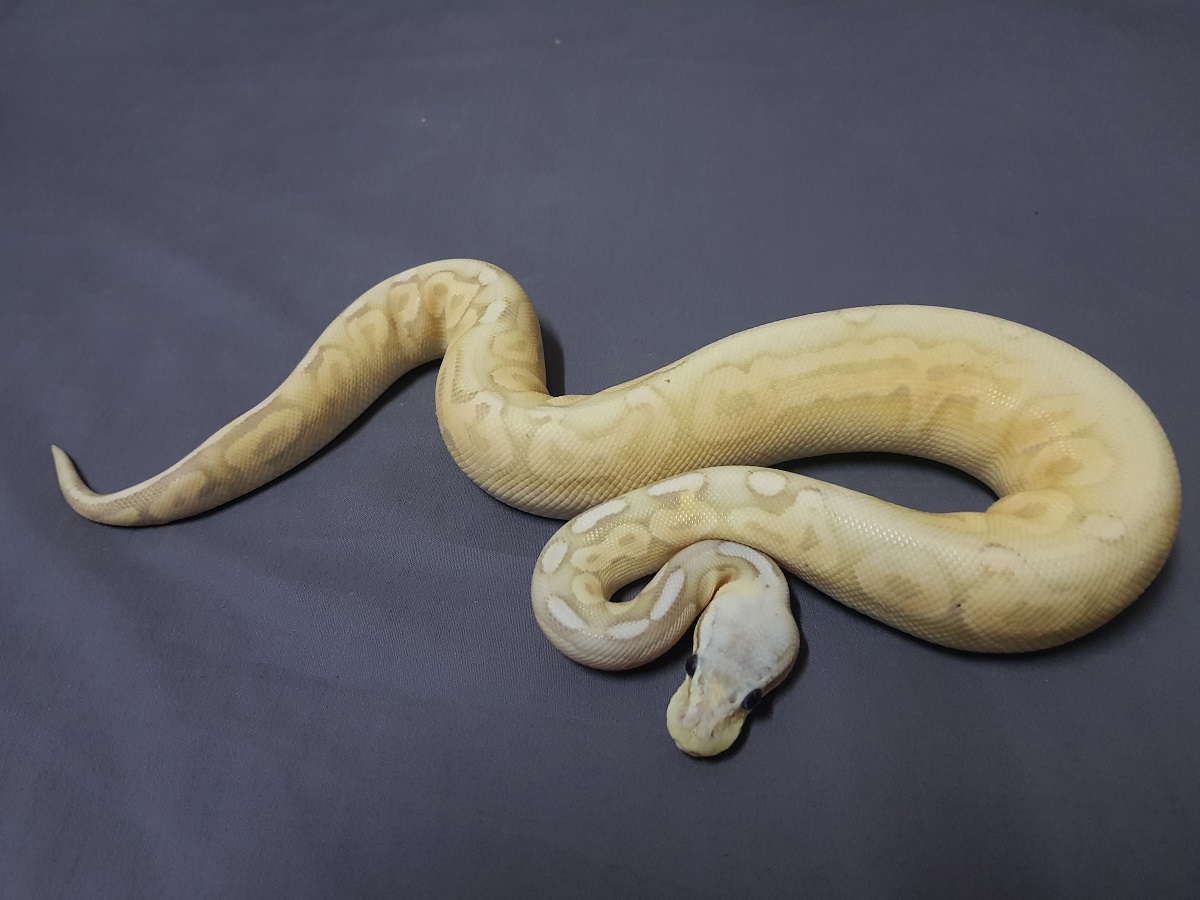 Black Pastel Coral Glow Lesser Pastel