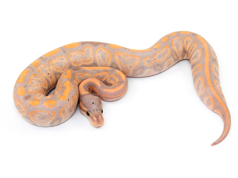 Black Pastel Coral Glow Morph List World Of Ball Pythons