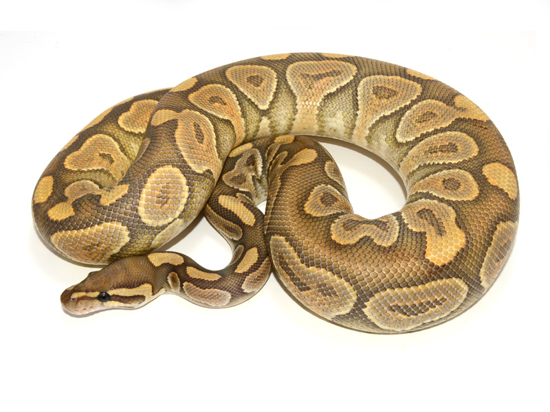 Black Pastel Enchi Ghost