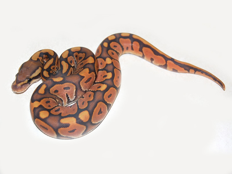 Black Pastel Enchi Ghost