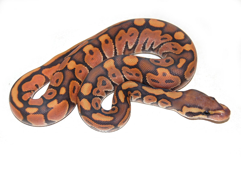 Black Pastel Enchi Ghost