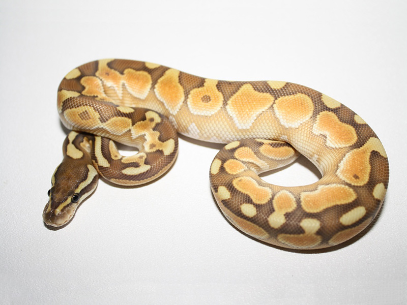 Black Pastel Enchi Lesser