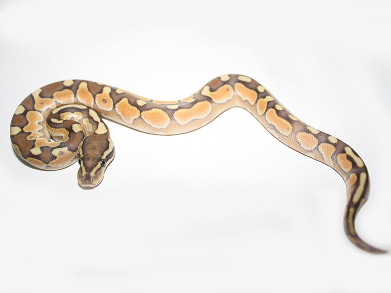 Black Pastel Enchi Lesser