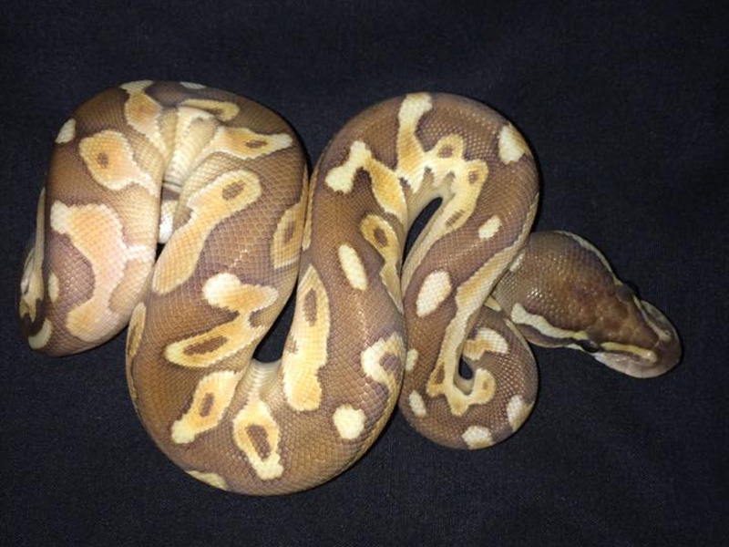 Black Pastel Enchi Lesser