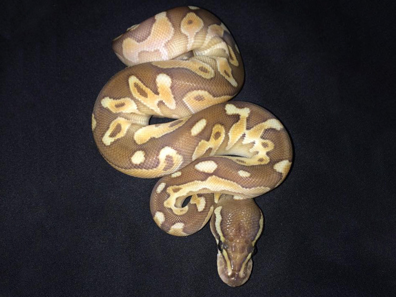 Black Pastel Enchi Lesser