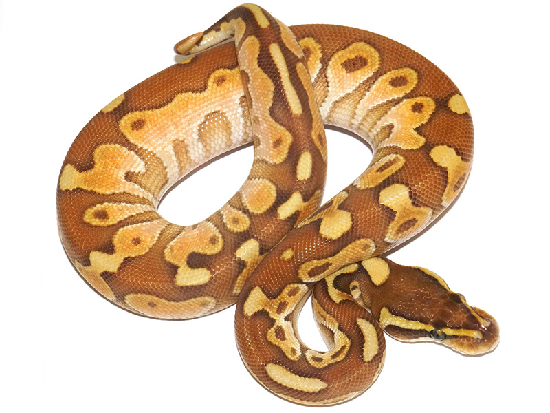 Black Pastel Enchi Lesser