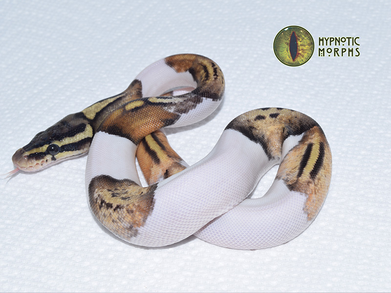 Black Pastel Enchi Pastel Pied