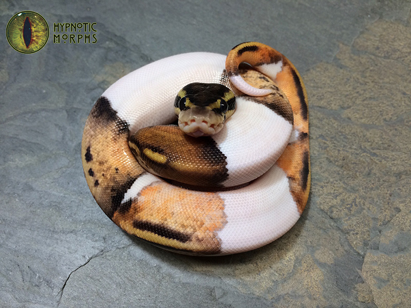 Black Pastel Enchi Pastel Pied