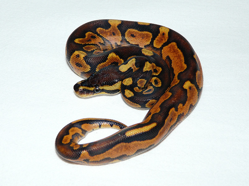 Black Pastel Enchi Yellow Belly