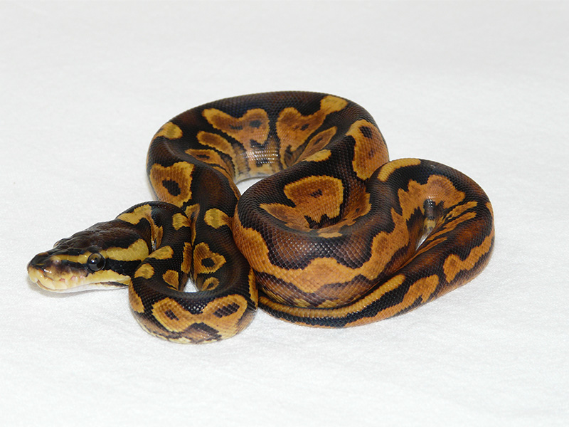 Black Pastel Enchi Yellow Belly