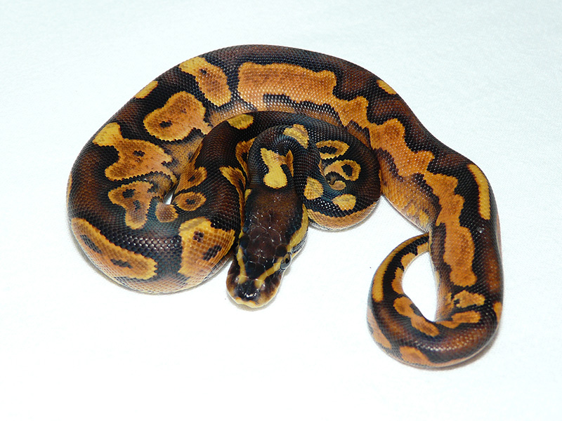 Black Pastel Enchi Yellow Belly