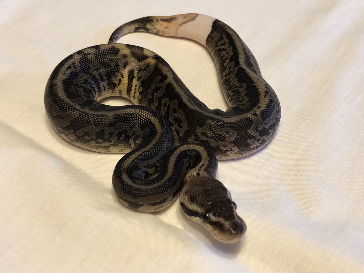 Black Pastel Fire Leopard Pastel