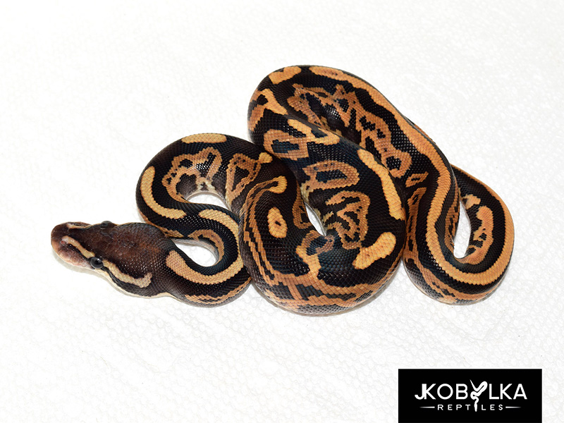 Black Pastel Fire Leopard