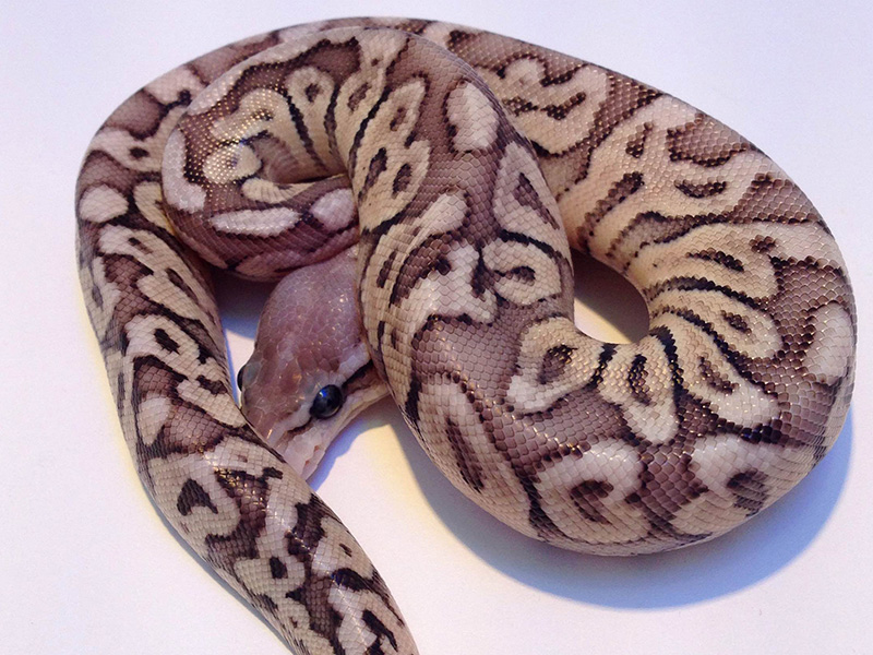 Black Pastel Fire Pastel Phantom Woma