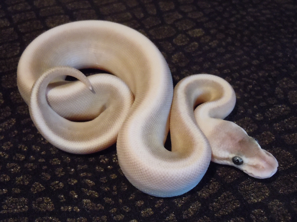 Black Pastel Genetic Stripe Lesser Pastel Yellow Belly