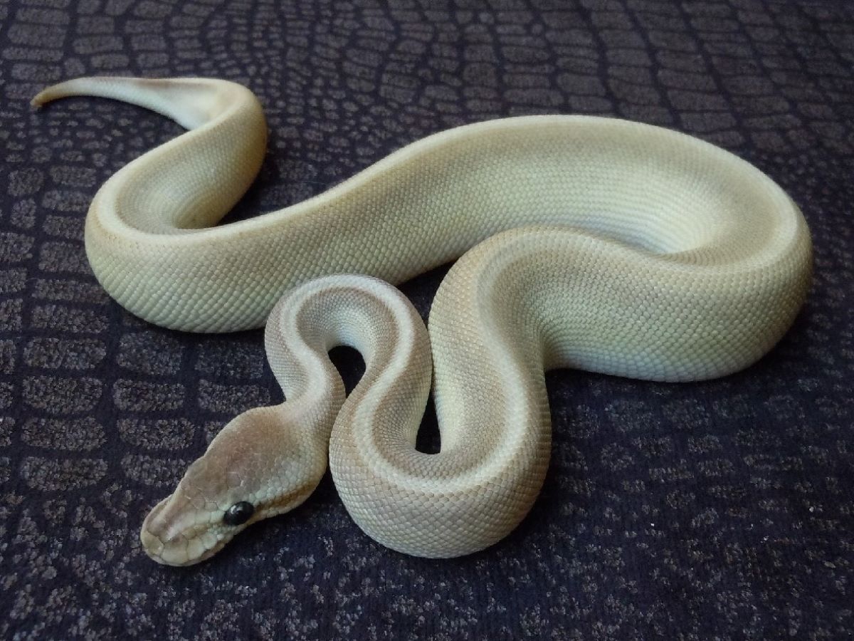 Black Pastel Genetic Stripe Lesser Pastel