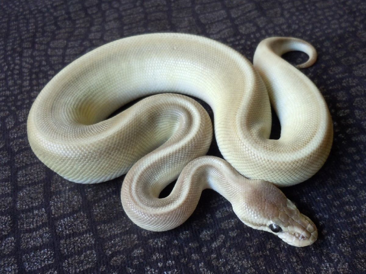 Black Pastel Genetic Stripe Lesser Pastel