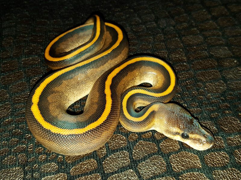 Black Pastel Genetic Stripe Lesser