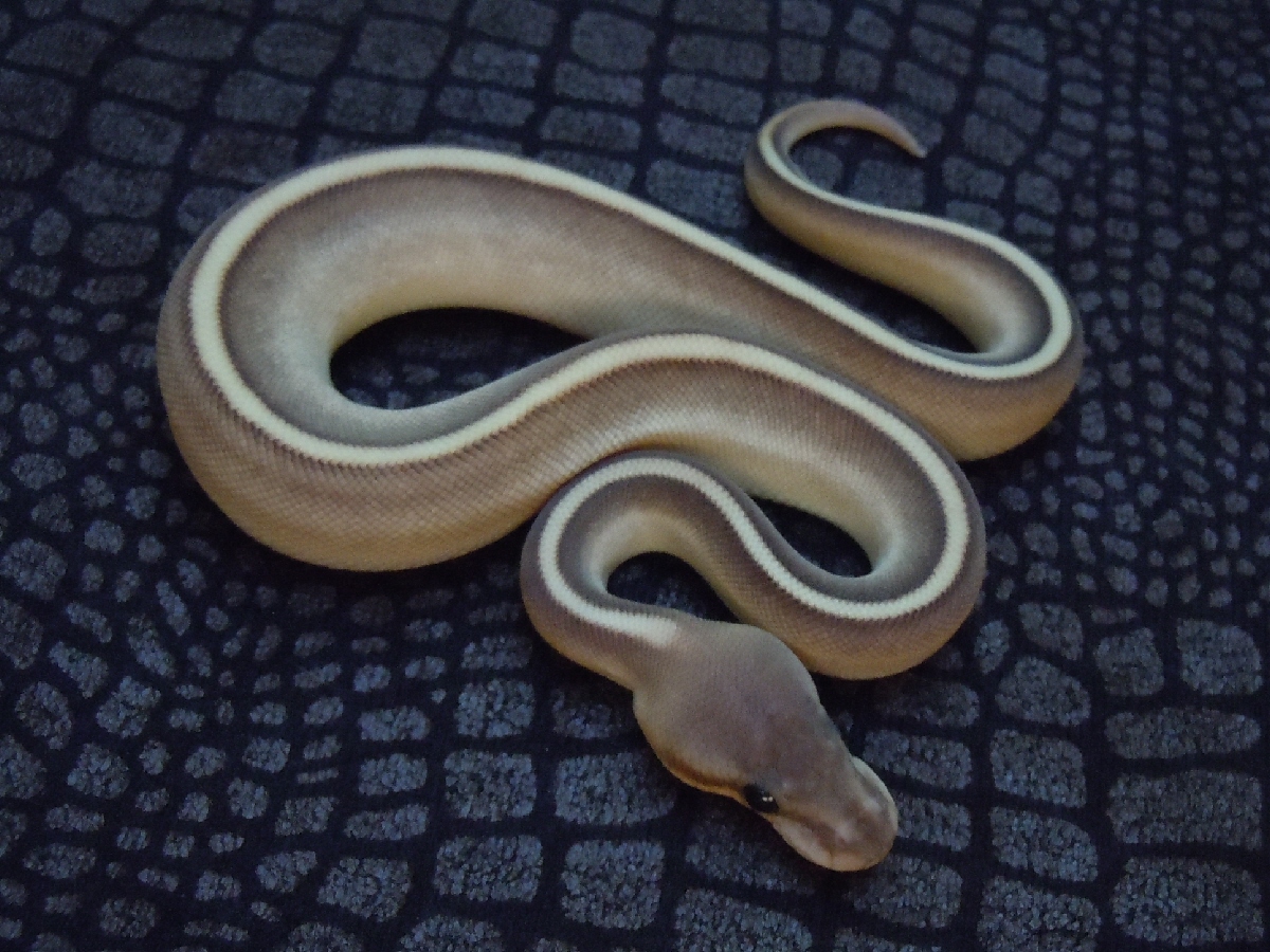 Black Pastel Genetic Stripe Lesser