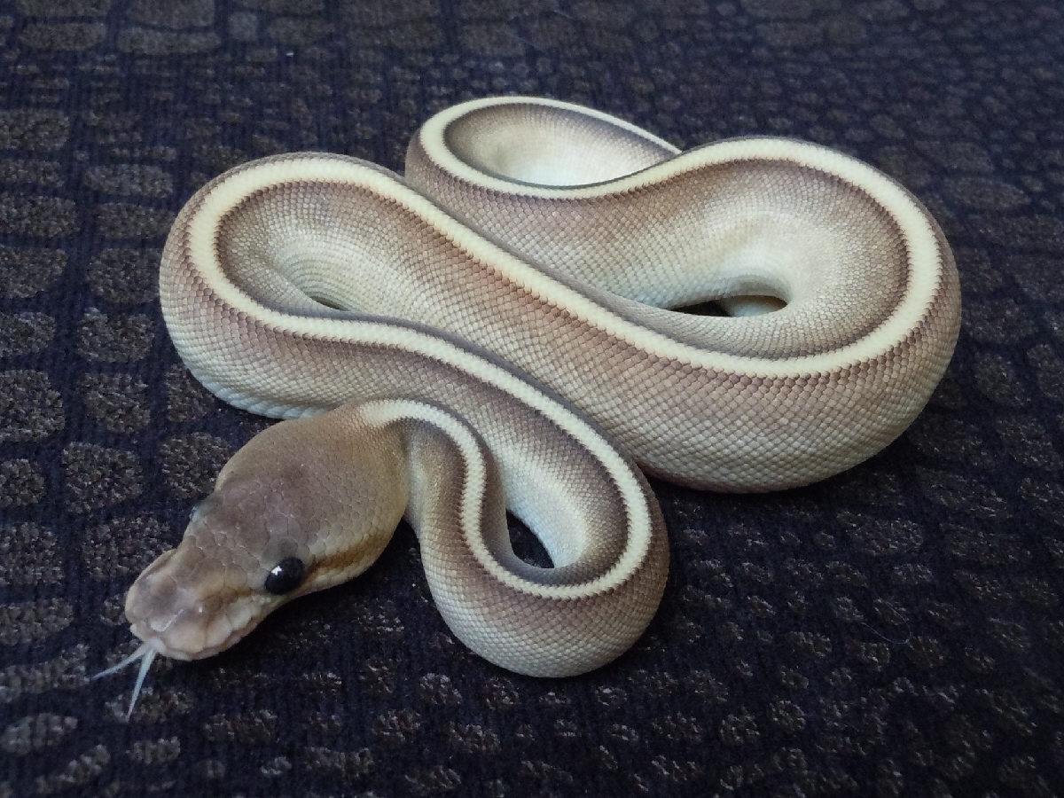 Black Pastel Genetic Stripe Lesser