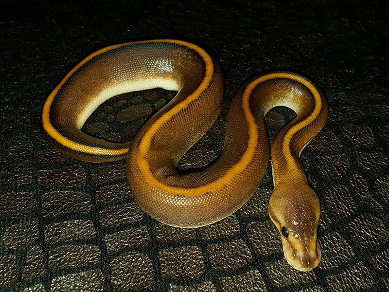 Black Pastel Genetic Stripe