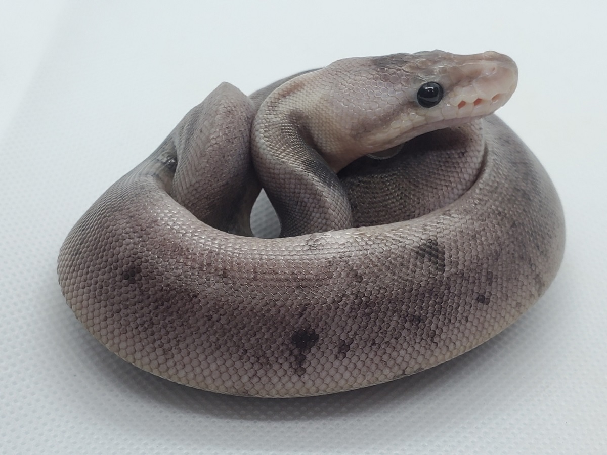 Black Pastel Ghi Ball Het Red Axanthic Mojave Orange Ghost Super Pastel