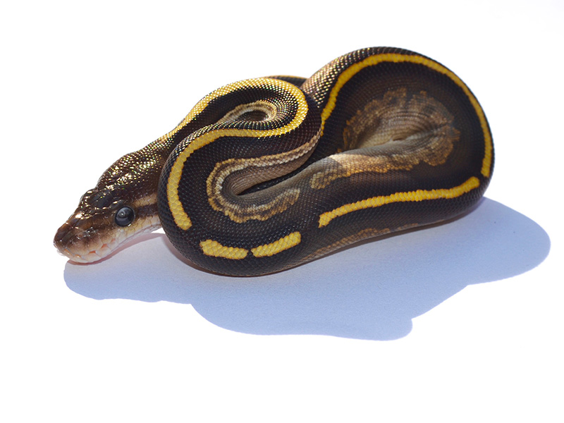 Black Pastel Ghi Ball Het Red Axanthic Mojave - Barnhart Line