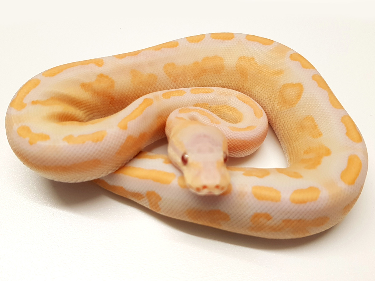 Black Pastel Ghi Lavender Albino