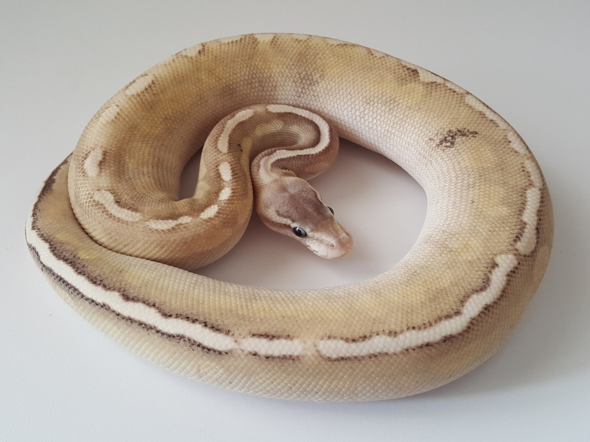 Black Pastel Ghi Lesser Pastel