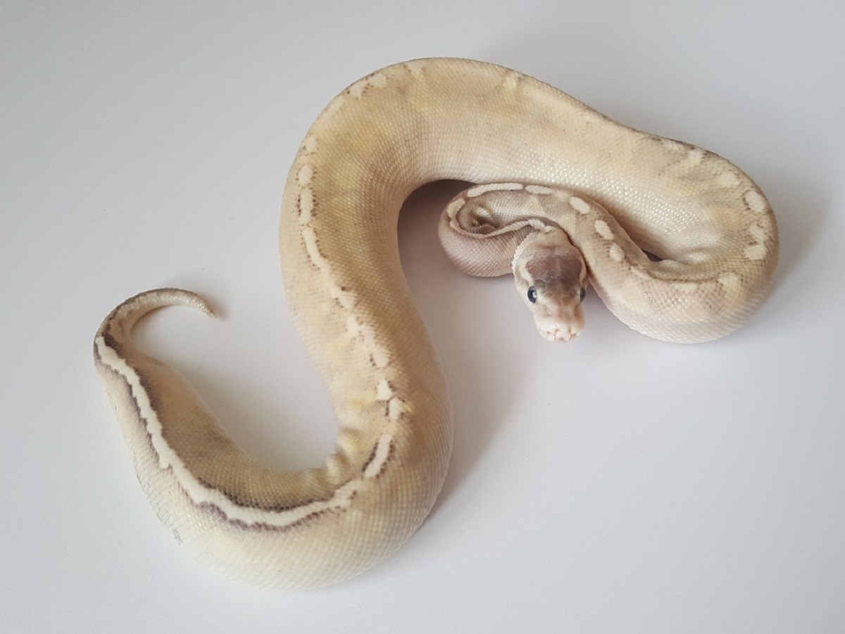 Black Pastel Ghi Lesser Pastel