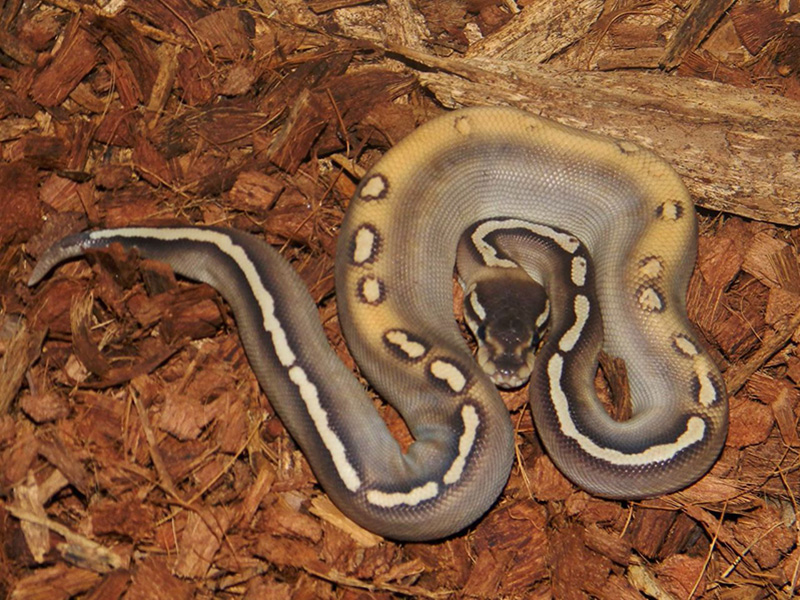 Black Pastel Ghi Lesser