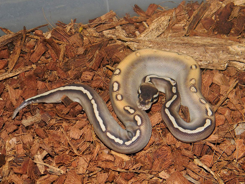 Black Pastel Ghi Lesser