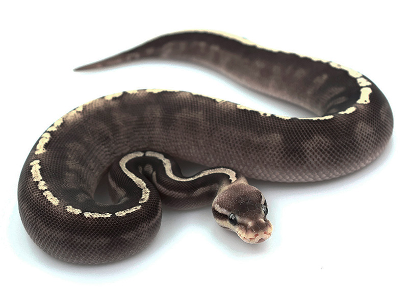 Black Pastel Ghi Mojave Pastel