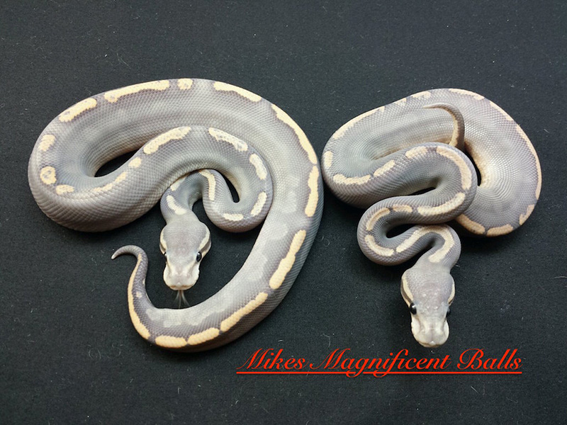 Black Pastel Ghi Orange Ghost