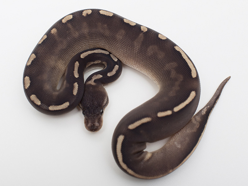 Black Pastel Ghi Yellow Belly