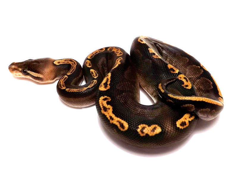 Black Pastel Ghi Yellow Belly